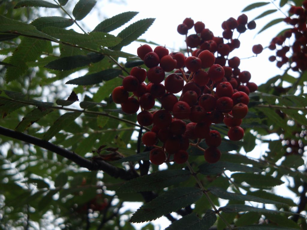 Sorbus aucuparia